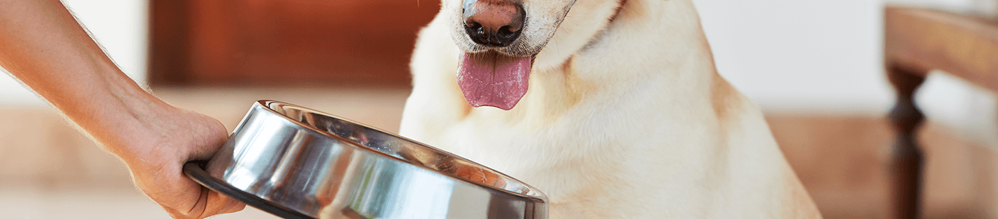 The Labrador Diet: Are You Feeding Your Lab Retrievers The Right Food?