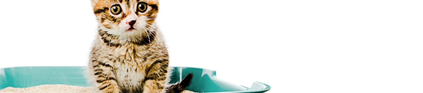 Kitten Training: How to Litter-Box Train Your Cat