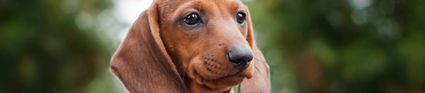 Small-Breed Puppy Feeding Secrets