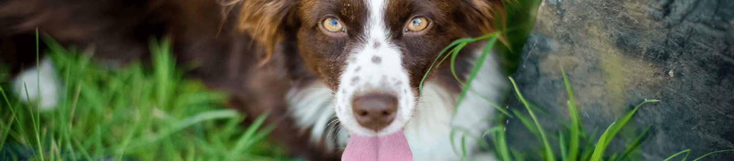 Why Do Dogs Eat Poop?