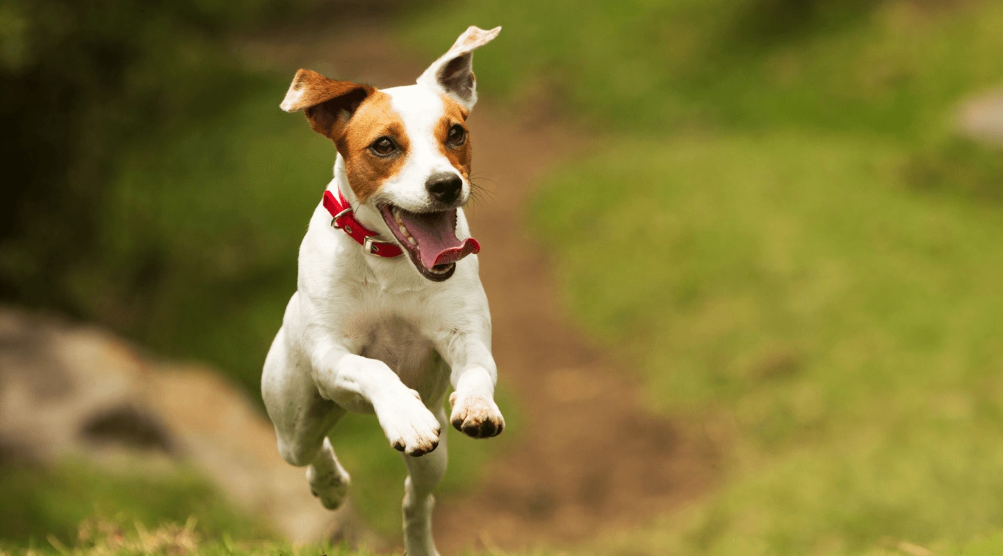 Why Do Dogs Lick People image