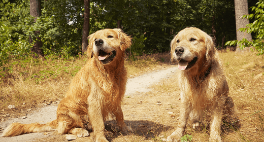 Tips for Caring for Large Dogs