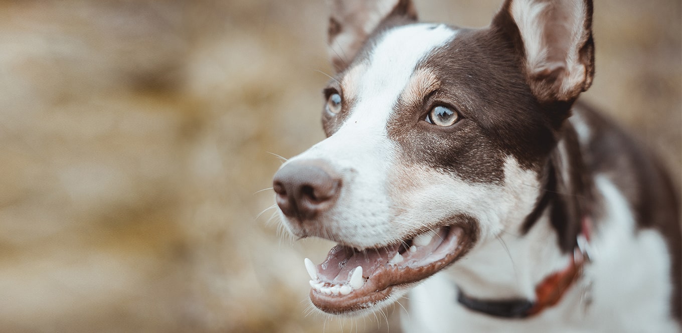 How to Give Your Dog Healthy Skin and a Great Coat