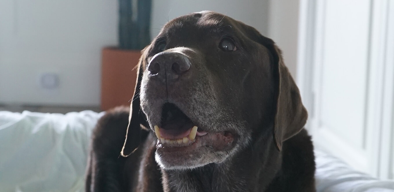 article nutrition and your senior dogs body header