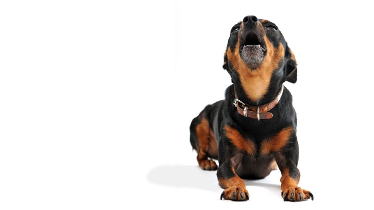 Teach Your Dog to Stop Barking or Speak on Command IAMS