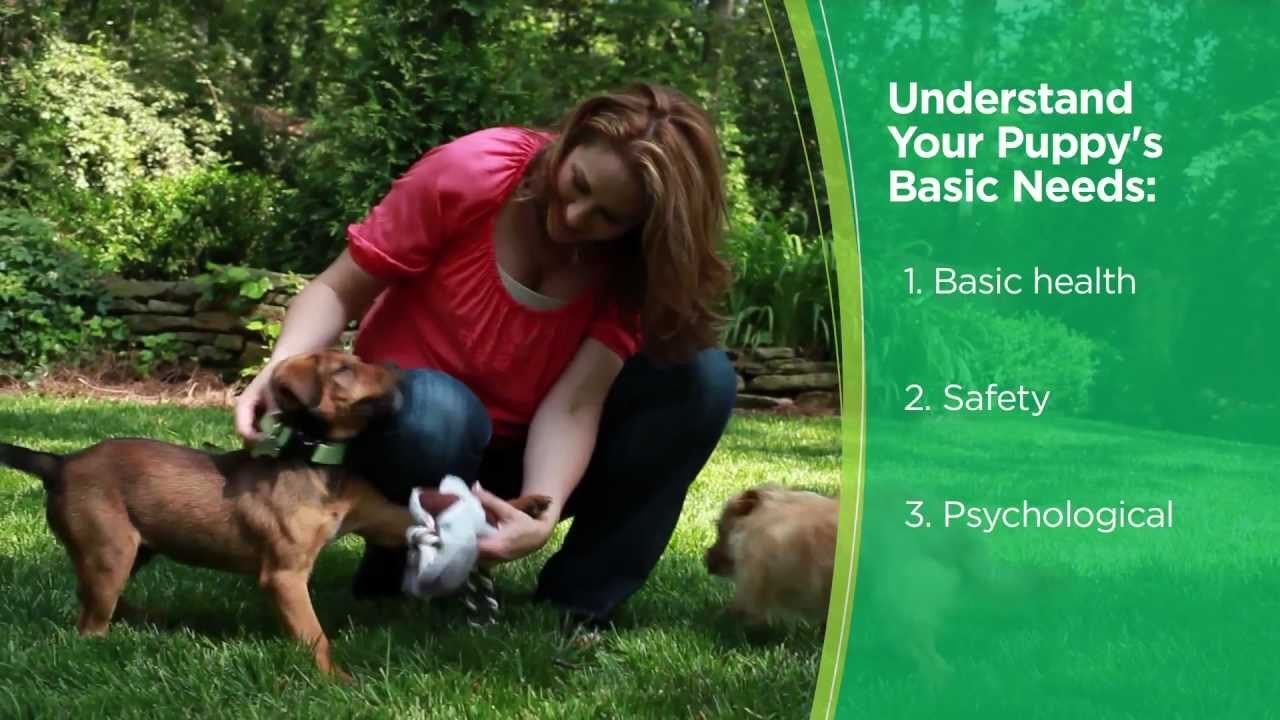 Basic hot sale puppy care