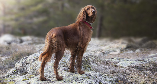 how-to-give-your-dog-healthy-skin-and-a-great-coat_mob