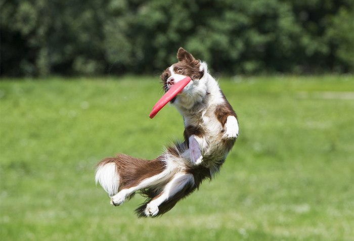 Tips for Caring for Large Dogs