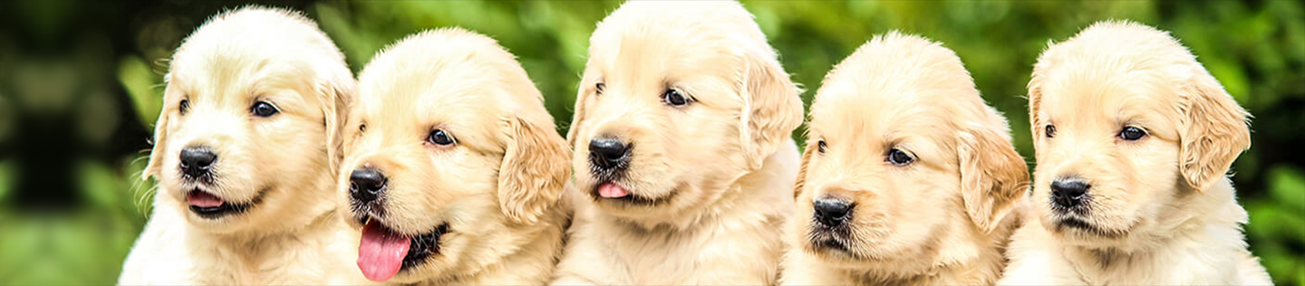 Puppy Basics: Selecting the Right Food