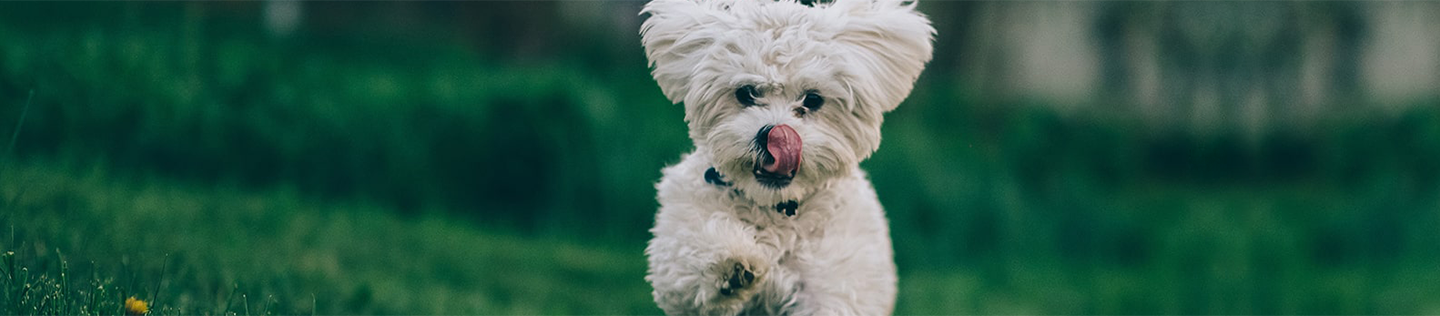 Do dogs store need fiber