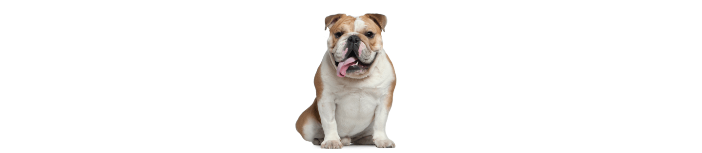 Bulldog Dog Breed Information Characteristics IAMS