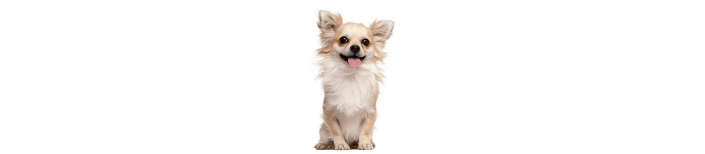 Chihuahua clearance heating pad