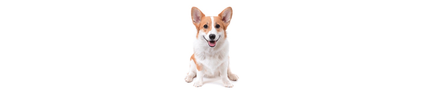 Corgi cover