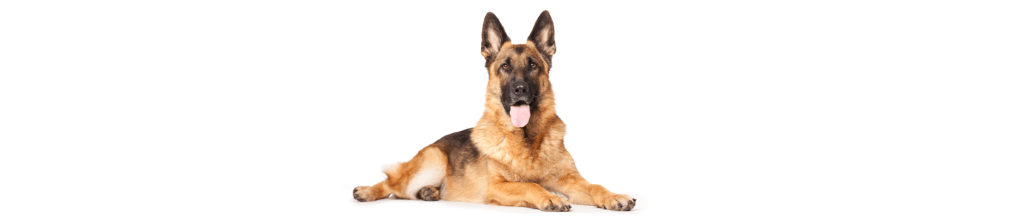 Iams german shepherd online