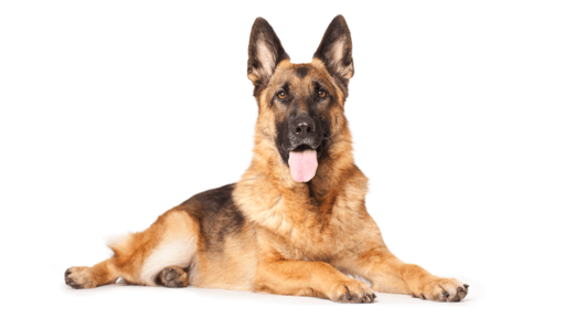 German Shepherd Dog Breed Information Characteristics IAMS