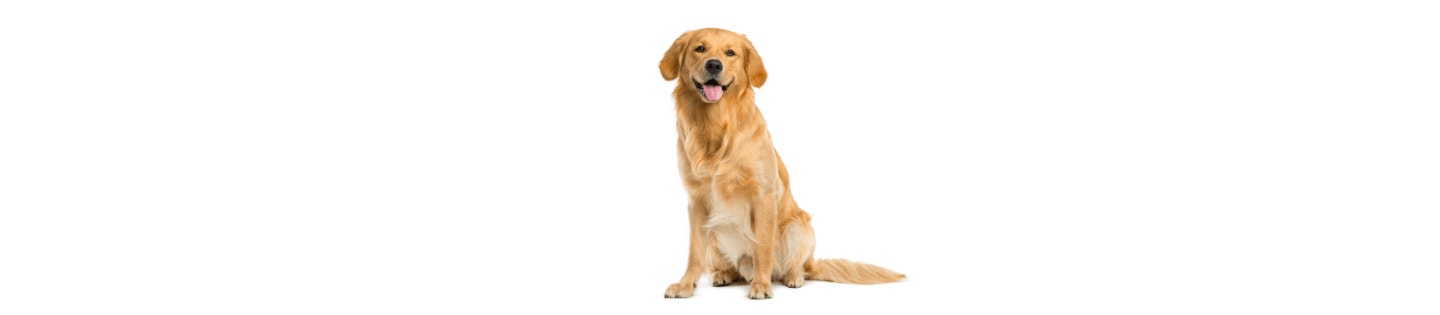 Golden Retriever cover