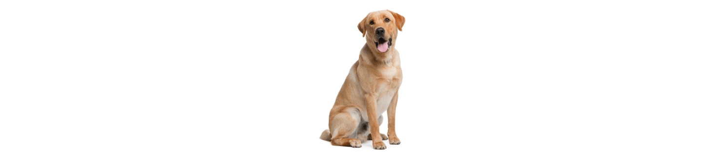 Labrador Retriever cover