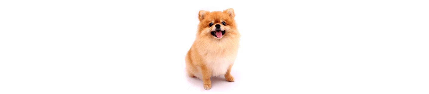 Pomeranian Dog Breed Information Characteristics IAMS