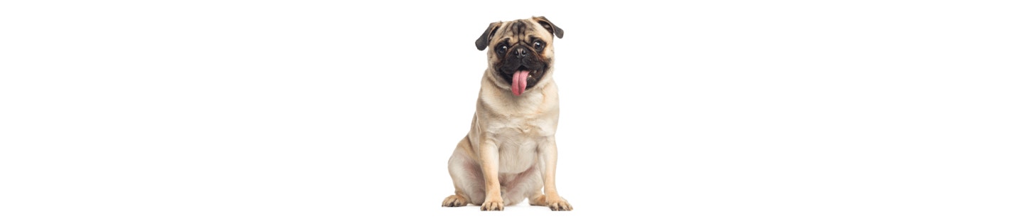 Pug cover