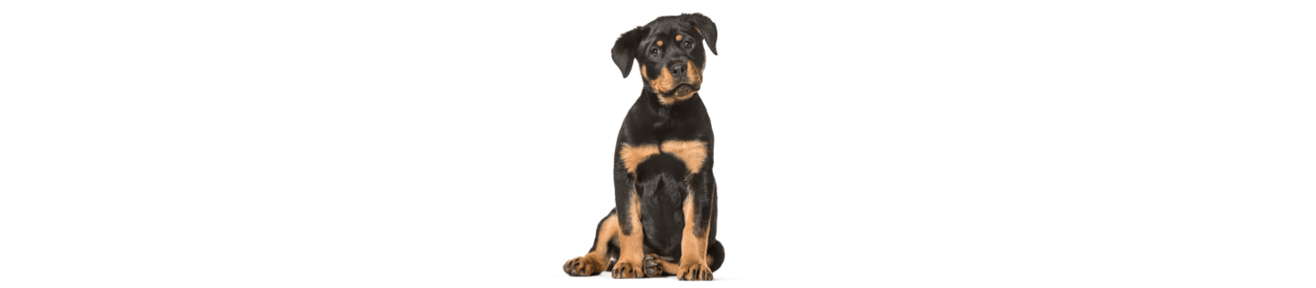 Rottweiler cover