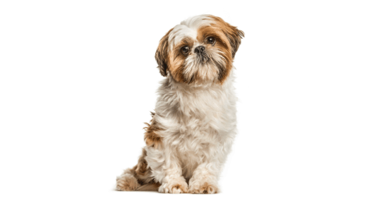 Shih Tzu thumb