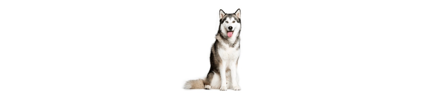 Siberian Husky cover
