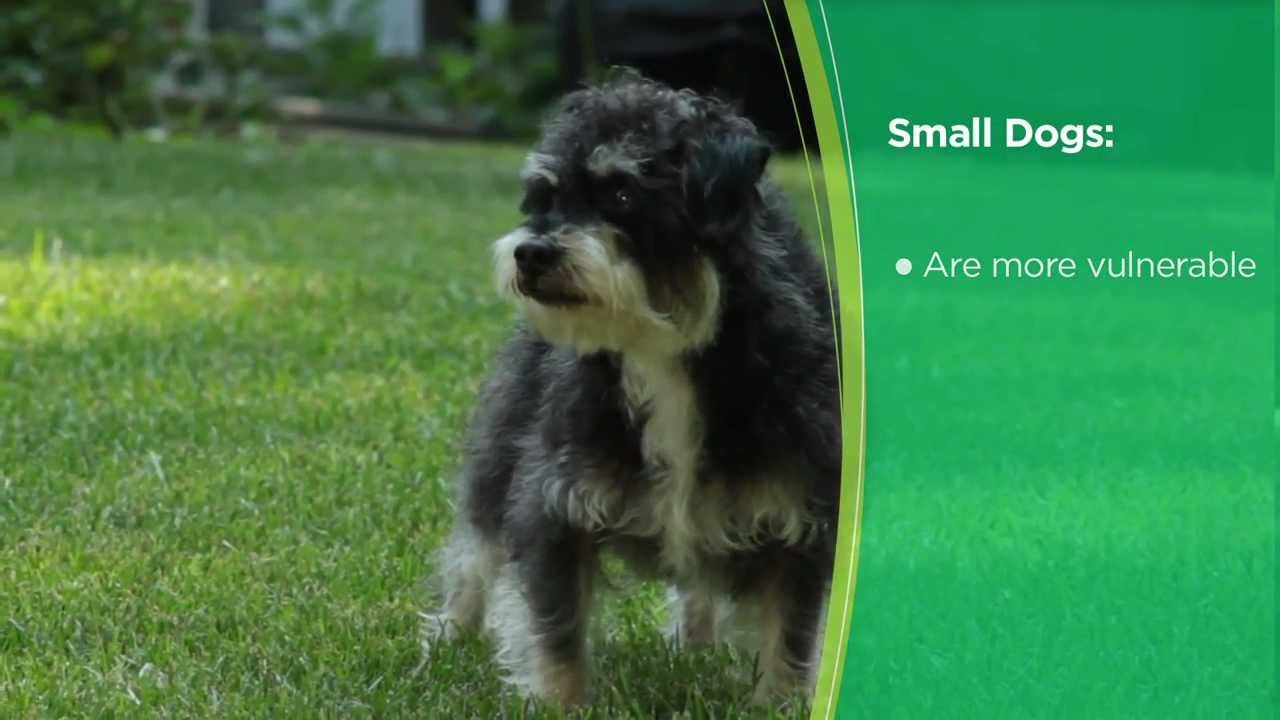 How to choose a puppy that is right for your family