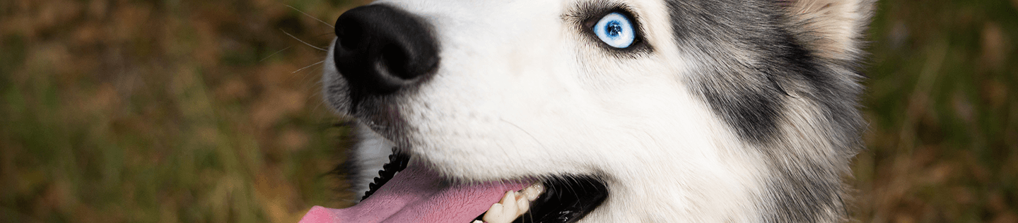 How Diet Helps Your Dog’s Teeth