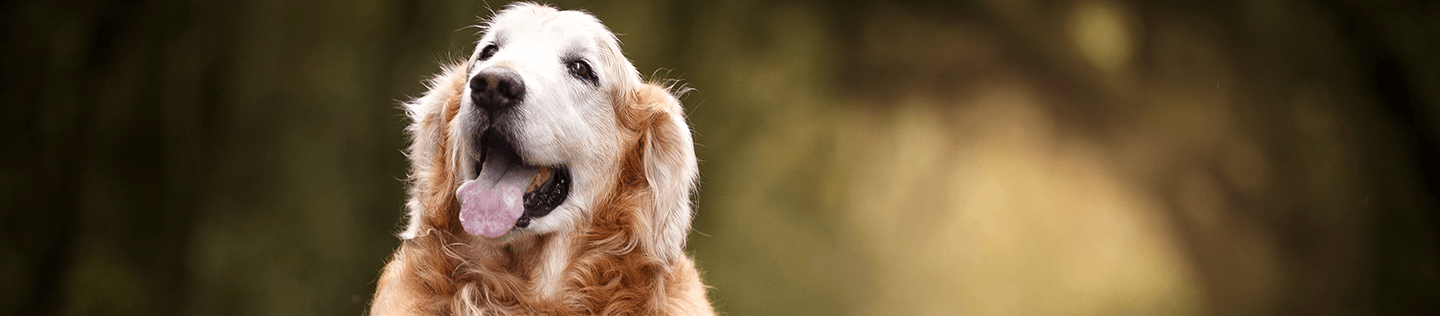 Medium-Breed Mature or Senior Dog’s Nutritional Needs