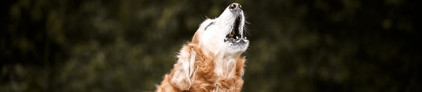 Why Do Dogs Howl?