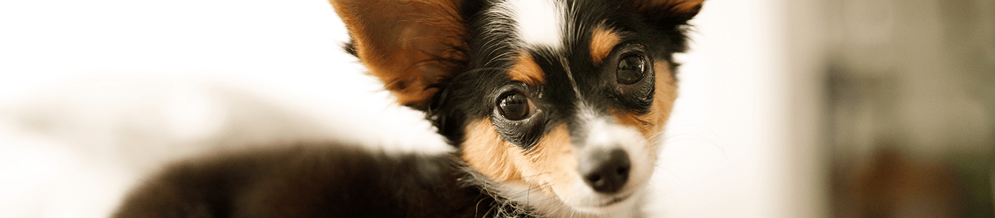 Why Premium Puppy Food Is a Better Value