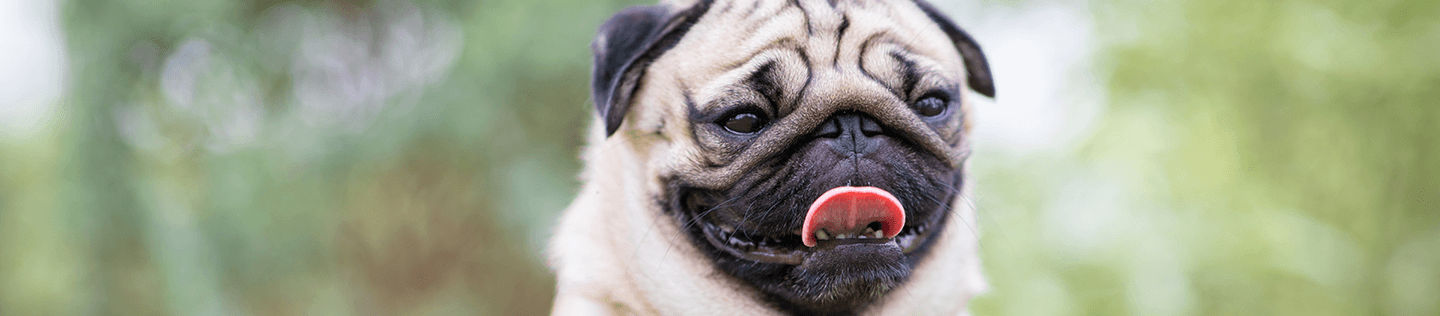 5 Tips on Caring for a Pug Dog