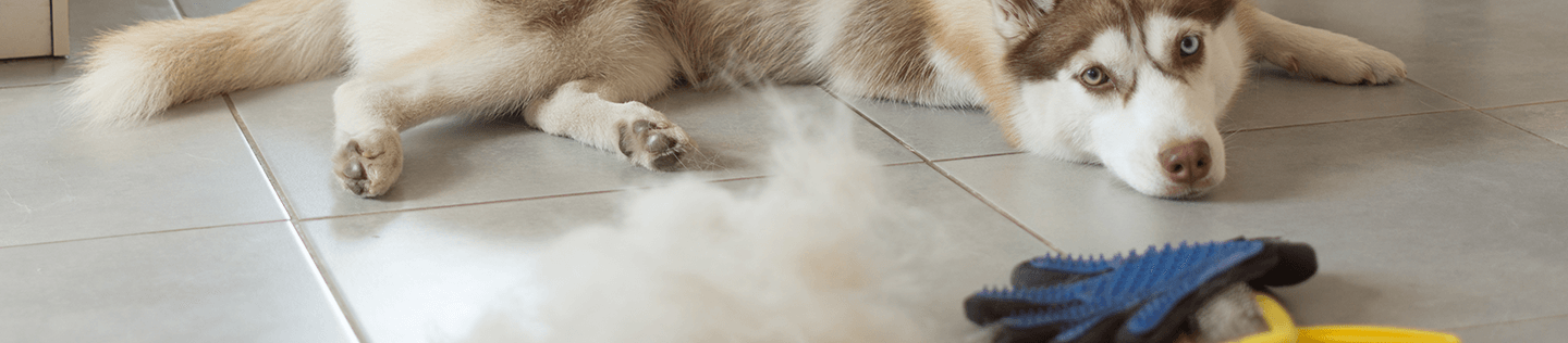 How to Handle Your Adult Dog’s Shedding