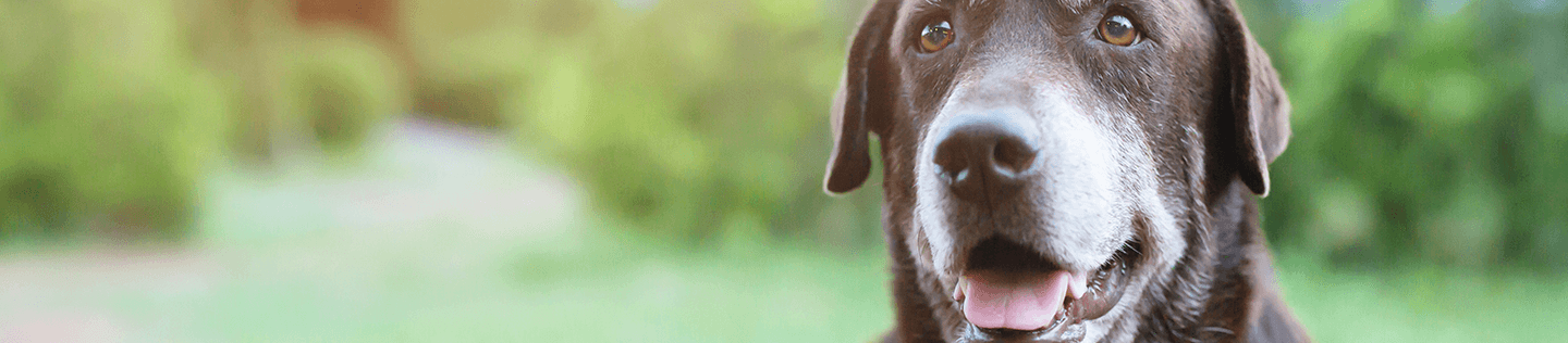 How to Find the Right Food for Your Mature Dog