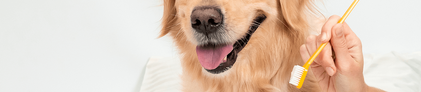 How to Care for Your Dog’s Teeth