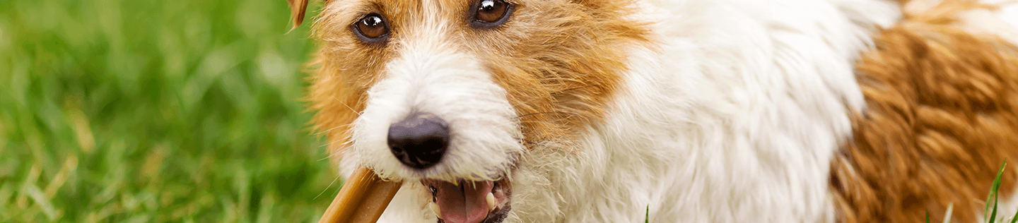 Encouraging Healthy Chewing Behavior in Your Dog