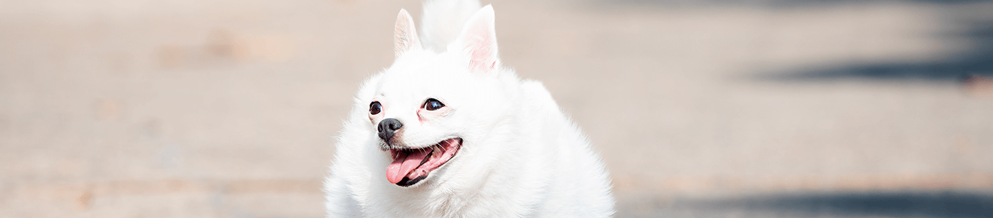 How Fat Affects Your Dog’s Performance