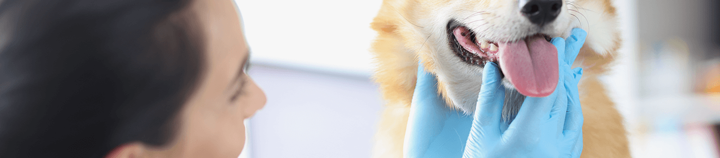 How Oral Health Affects Your Dog’s Overall Health