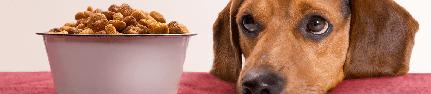 Puppy Basics: Switching Your Puppy’s Food