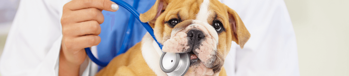 How to Track Your Puppy's Health in the First Year