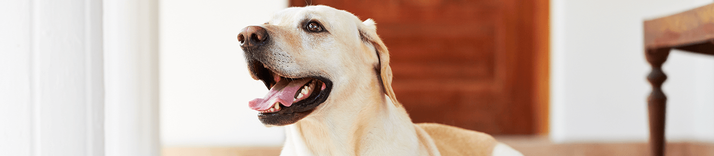 Why You Shouldn’t Supplement Your Dog's Diet 