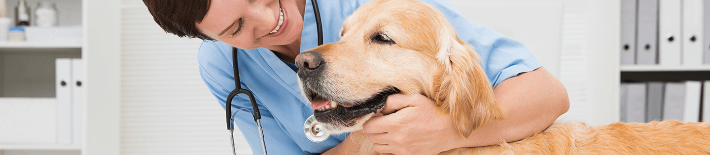 Why Ethoxyquin Is Important to Your Dog’s Health