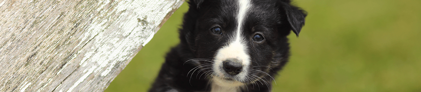 Nutrition for Medium-Breed Puppies