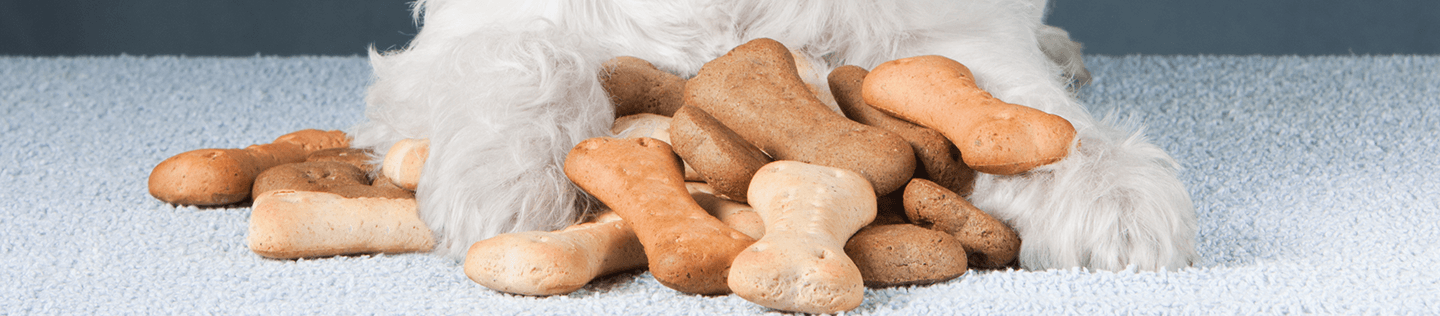 What to feed online a teething puppy