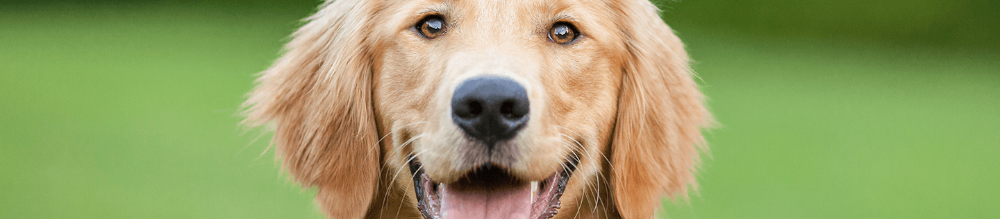 A Comprehensive Guide To Caring For a Golden Retriever