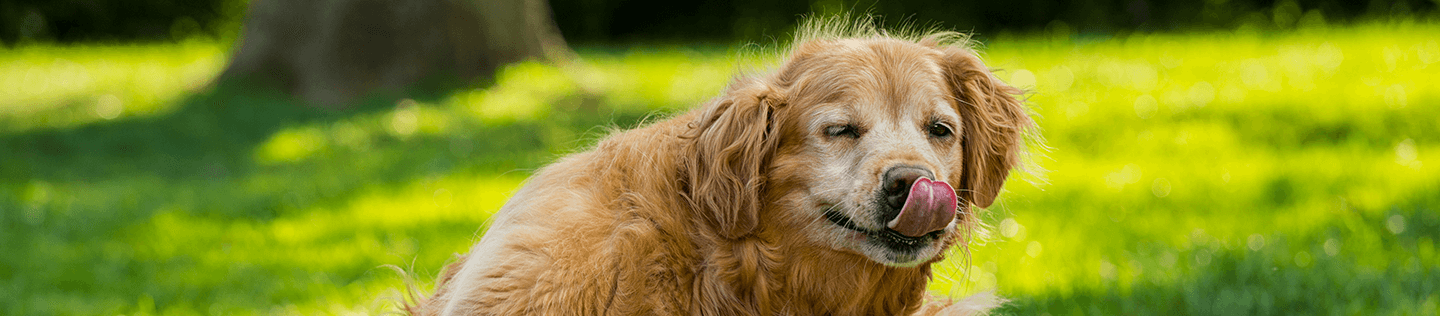 Your Senior Dog’s Special Nutritional Needs