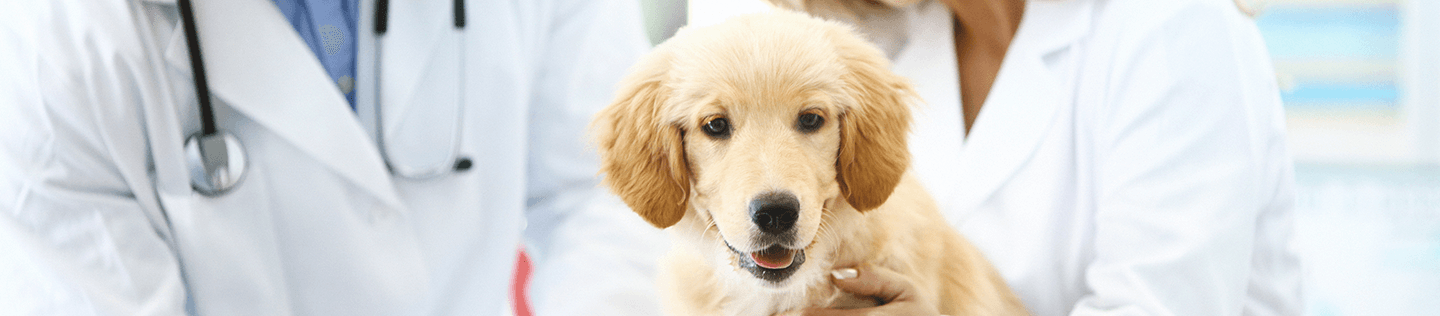 Your puppy’s first veterinary visit