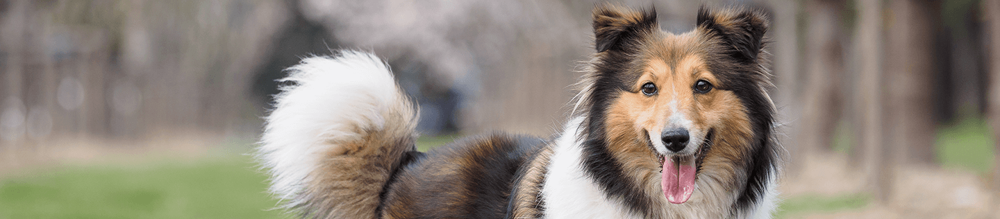 How to Visually Assess Your Dog’s Body Condition