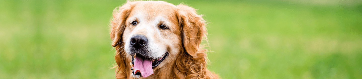 Making the Most of Your Dog’s Mature Years
