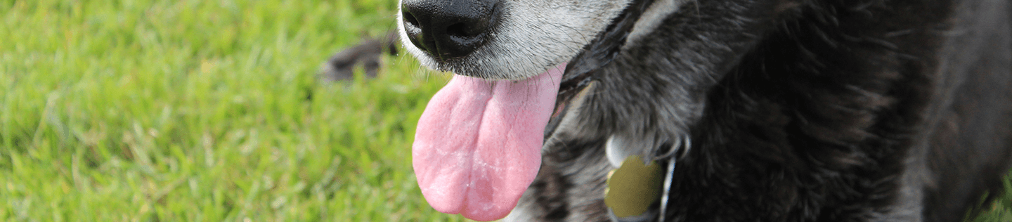 Special Nutritional Needs of Senior Pets